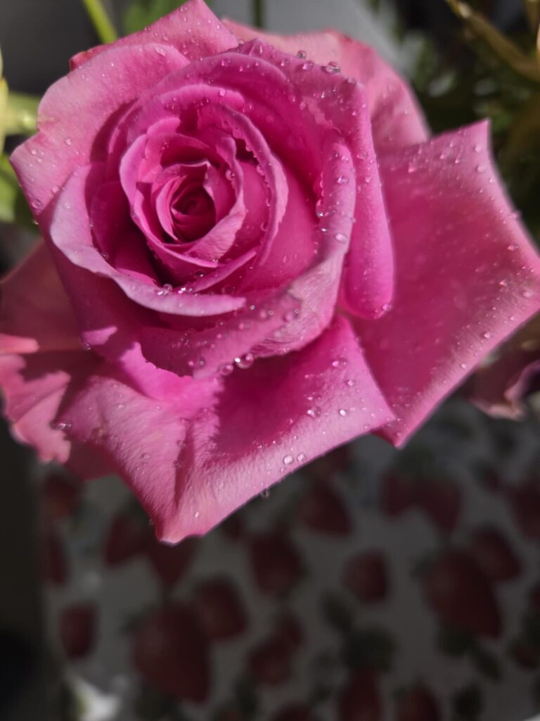 Til min rose