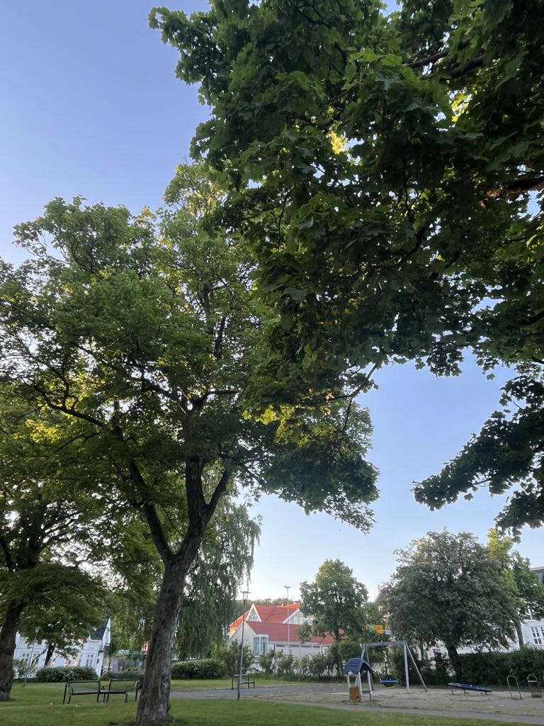 Innsyn