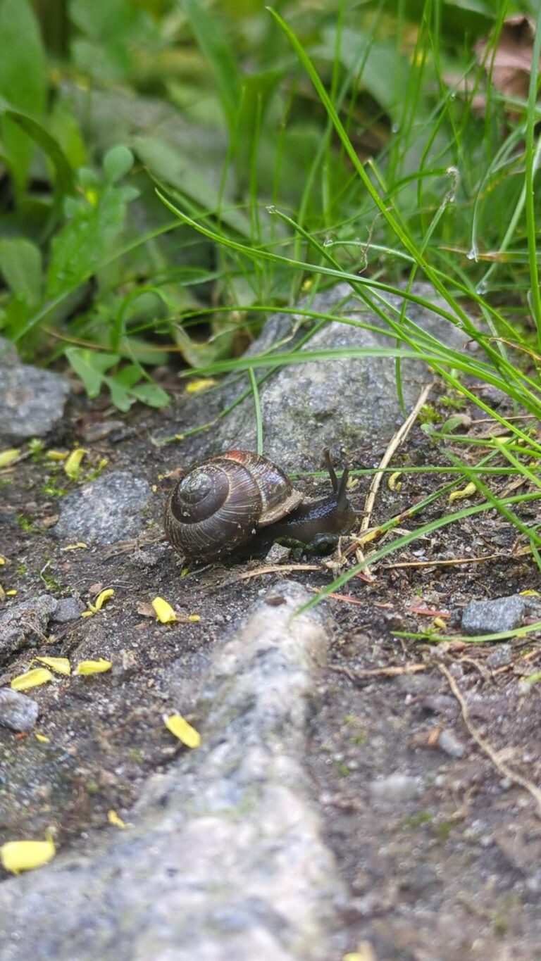 Møt sneglen, kjenn roen
